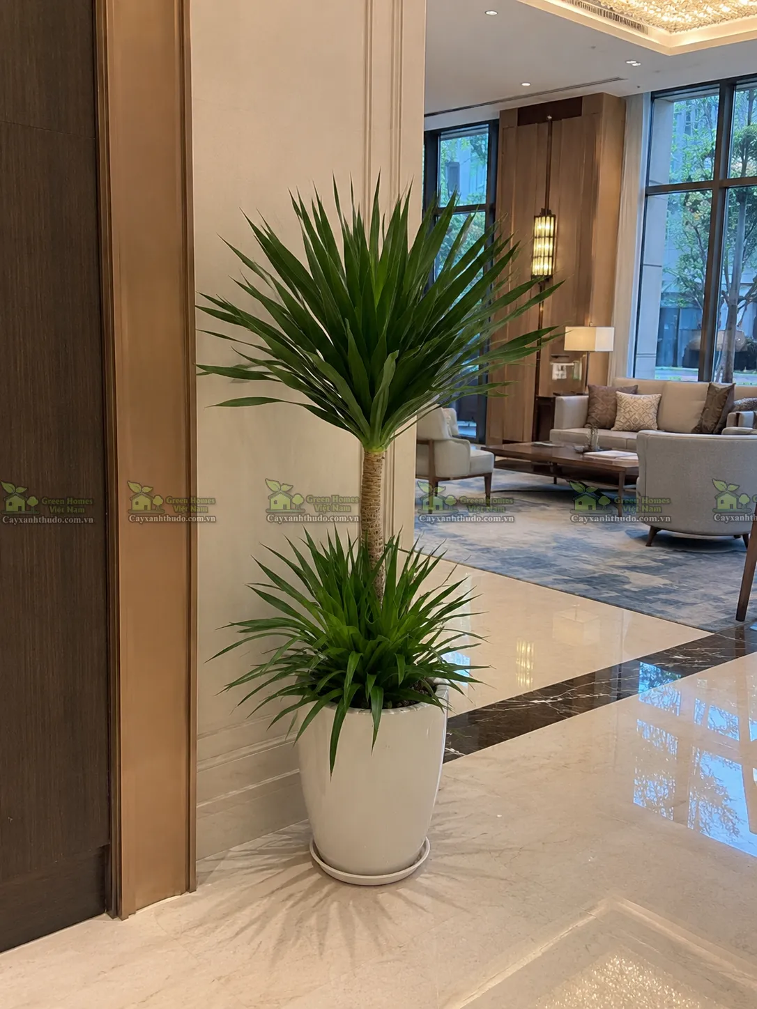 Green Homes cung cấp dịch vụ cho thuê cây cảnh văn phòng tại Long Biên Hà Nội